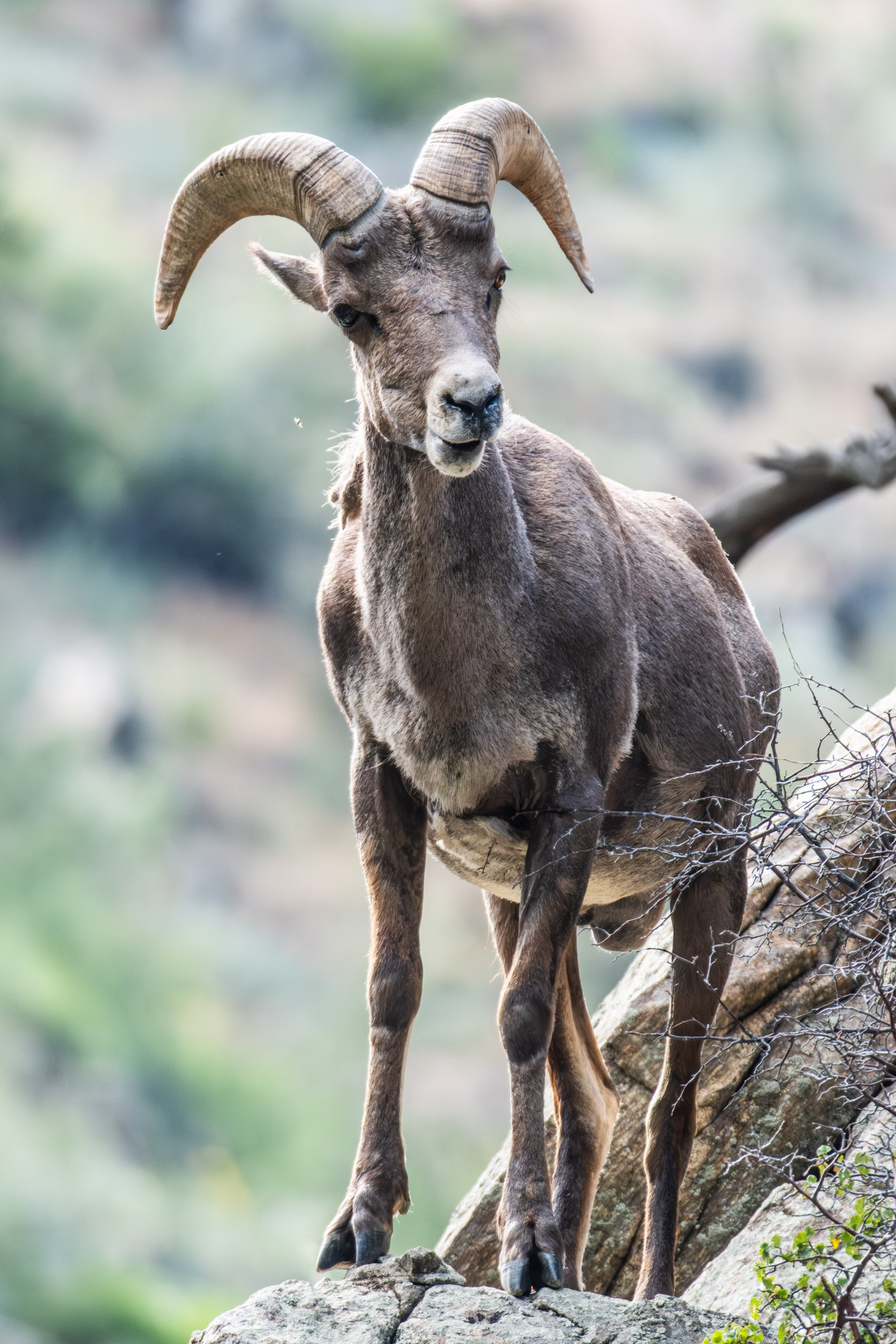 Mountain Goat Over I-70